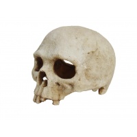 LUCKY REPTILE Декорация для террариума, череп "Skull Monkey"