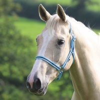 SHIRES Недоуздок "Wessex", голубой-синий